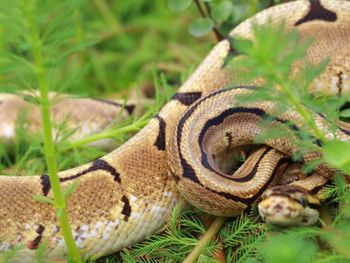 Close-up of snake