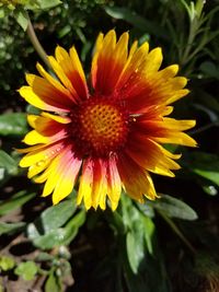 Close-up of yellow flower