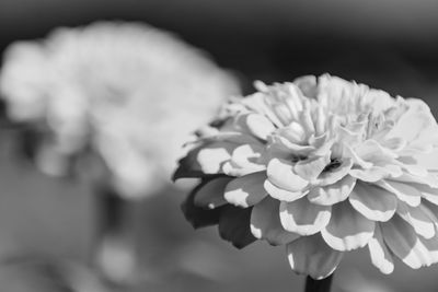 Close-up of flower blooming outdoors