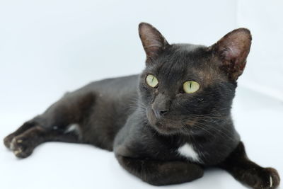 Portrait of black cat