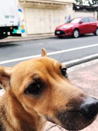 Close-up of dog looking away