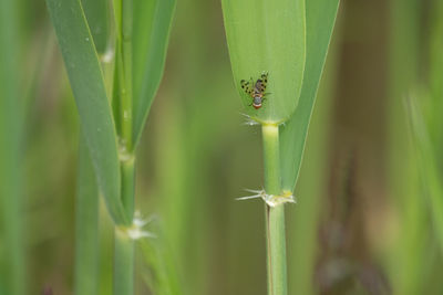 Close-up of insect on grass