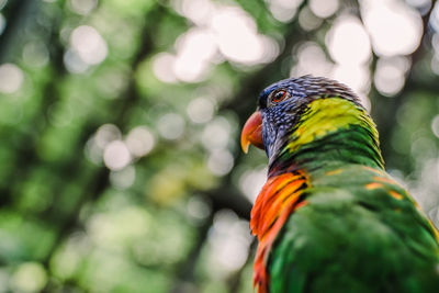 Close-up of parrot perching on leaf