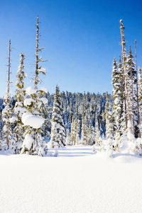 Trees on snow covered landscape against clear blue sky