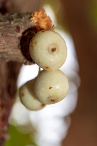 Close-up of fruits