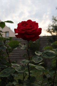 Close-up of red rose blooming against sky