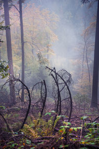 Trees and plants in foggy weather