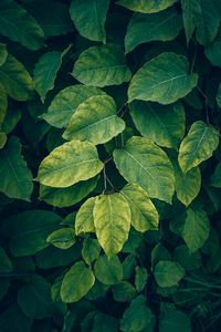 Green plant leaves textured in autumn season