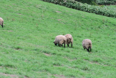 Sheep grazing in a field