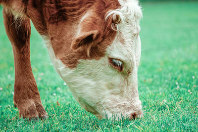 Portrait of a horse on field