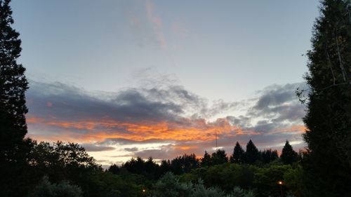 Scenic view of trees against sky at sunset