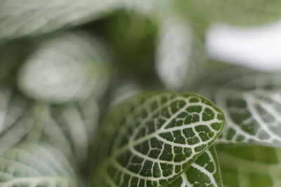 Close-up of fresh green leaf