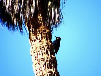 Low angle view of bird perching on tree against clear blue sky