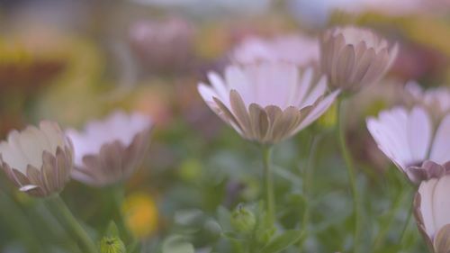 Close-up of purple crocus flowers growing on field