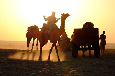 Silhouette people riding camels at desert against sky during sunset