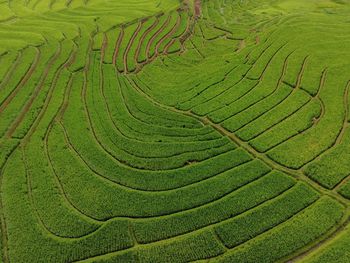 Scenic view of agricultural field