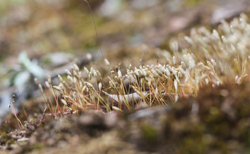 Close-up of wheat growing on field