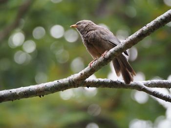 Close-up of bird perching on branch