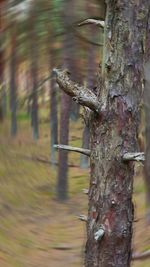 Close-up of lizard on tree trunk