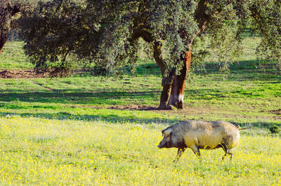 Horse in a field