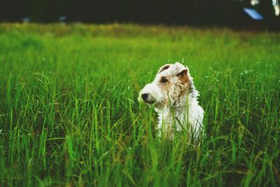 Dog on grassy field