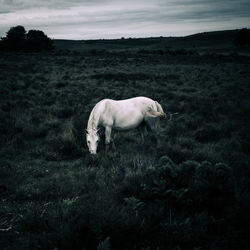 Wild white horse stands alone in a field