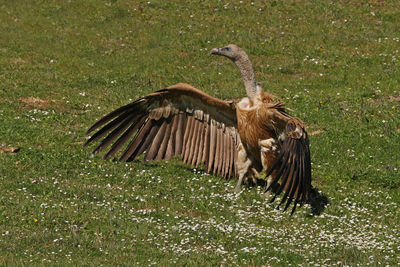 Bird flying over a field