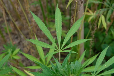 High angle view of plant growing on field