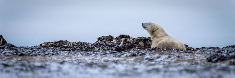 Panorama of polar bear lying on kelp