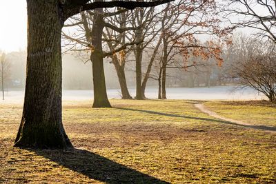 Trees in park