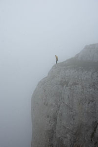 View of a bird on rock