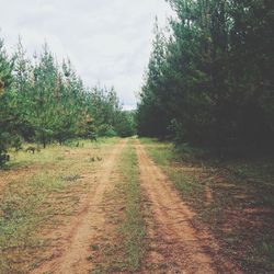 Dirt road passing through forest