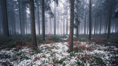 Trees in forest during winter