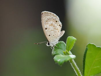 Close-up of butterfly on flower