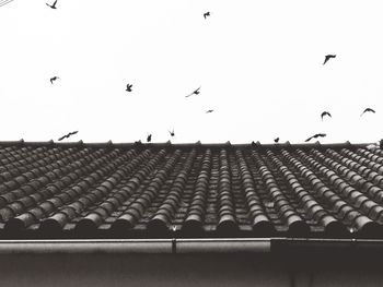 Low angle view of birds flying in sky