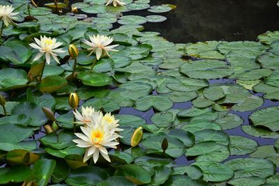 Close-up of lotus water lily in lake