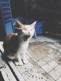 Close-up of cat sitting on floor