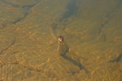 High angle view of turtle swimming in water