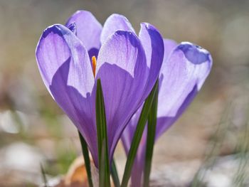 Close-up of purple crocus plant