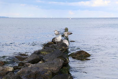 Ducks on rock in sea against sky
