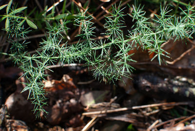 High angle view of succulent plant on field