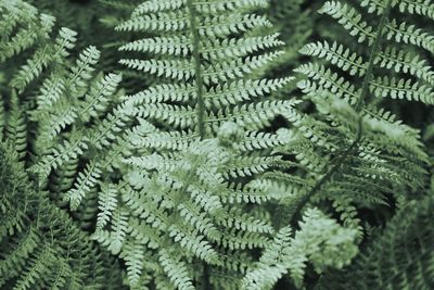 Full frame shot of fern leaves