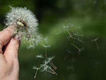 Close-up of hand holding dandelion flower