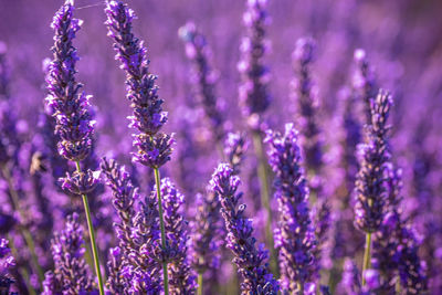 Close-up of purple flowering plants in field