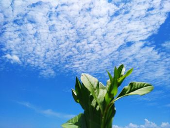 Low angle view of flowering plant against blue sky