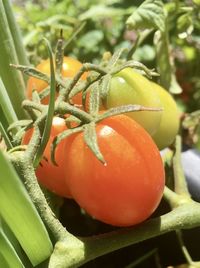 Close-up of fresh tomatoes