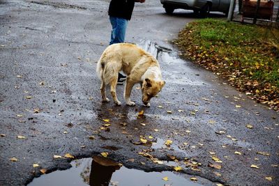 Dog on road