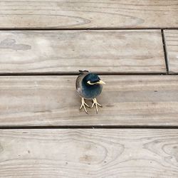 High angle view of bird perching on wood