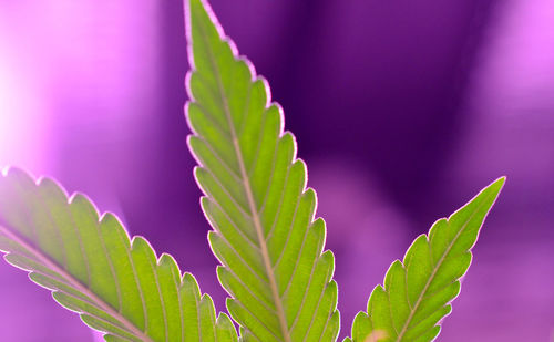 Marijuana growing in a factory