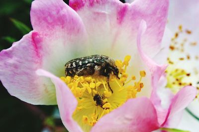 Close-up of honey bee on pink flower